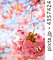 河津桜 4357424