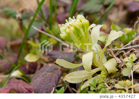 フキノトウ 4357427