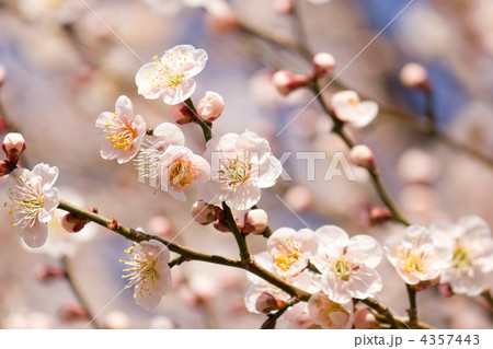 梅の開花 梅の開花 4357443