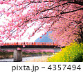 河津桜と菜の花 4357494