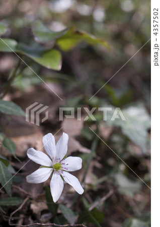 ミスミソウ 4357502