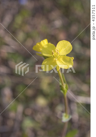 セイヨウアブラナ セイヨウアブラナ 4357511