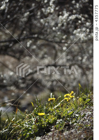 タンポポ 4357775