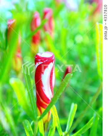 オキザリス バーシカラー の蕾の写真素材 オキザリス バーシカラー の蕾の写真素材