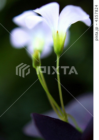 オキザリス・トライアングラリス(紫の舞) オキザリス・トライアングラリス(紫の舞) 4357824