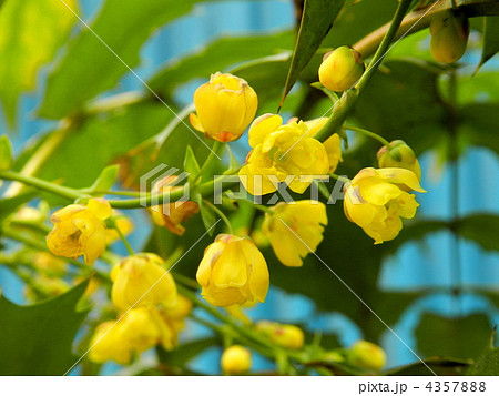 ヒイラギナンテン（柊南天） 4357888