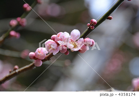 水戸の六名木　烈公梅 4358174