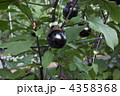 加茂茄子 4358368