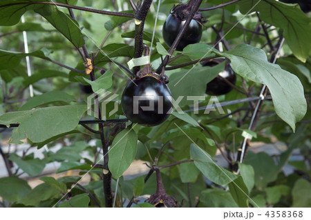 加茂茄子 加茂茄子 4358368