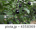 加茂茄子 4358369