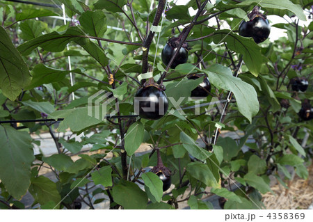 加茂茄子 加茂茄子 4358369