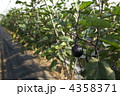加茂茄子 4358371