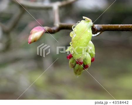 雨に濡れるトサミズキの蕾 4358442