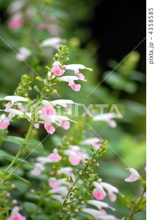 サルビア・コクシネア（コーラルニンフ） 4358585