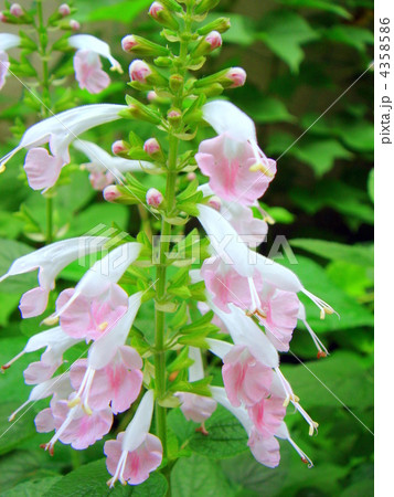 甘い香り ベニバナサルビア コクシネア コーラルニンフ 花苗 ハーブ