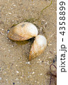 Shell on the beach 4358899