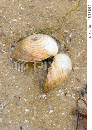 Shell on the beach Shell on the beach 4358899