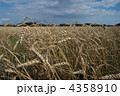 Wheat 4358910