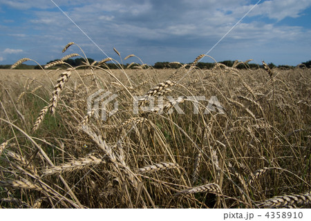 Wheat Wheat 4358910