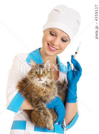 veterinarian makes the injection of a cat veterinarian makes the injection of a cat 4359117