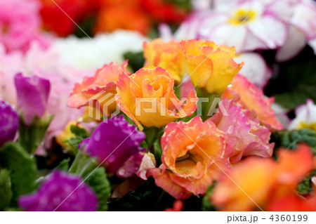 ポリアンサの花 4360199