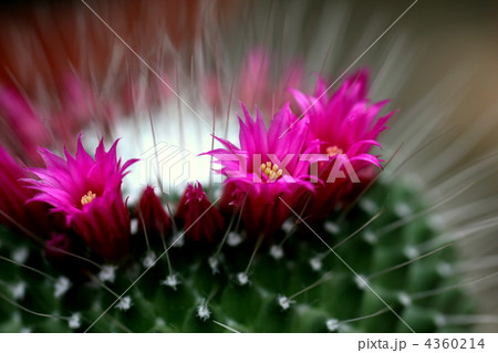 サボテンの花 4360214