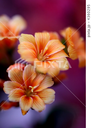 レウイシア 4360295