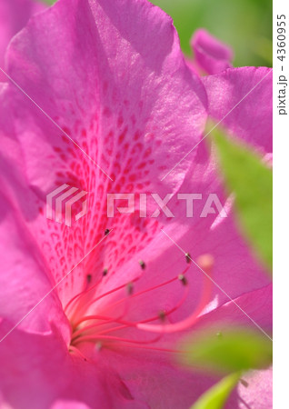 ツツジの花びら ツツジの花びら 4360955