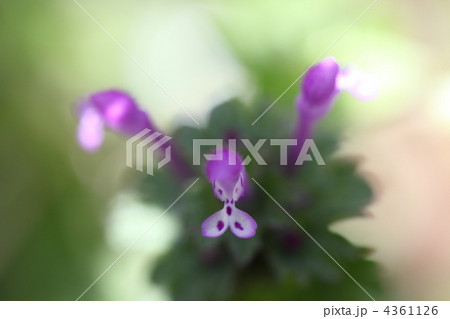 ホトケノザ 4361126