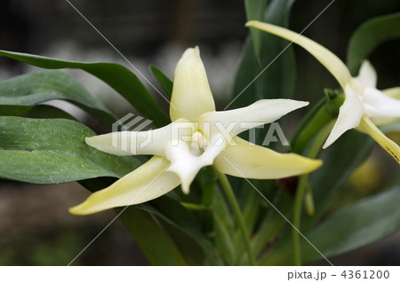 アングレカム・セスキペダレ 4361200