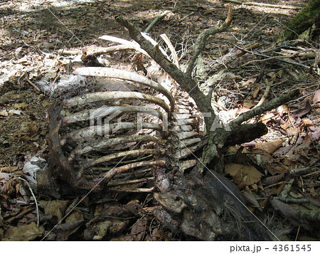 獣の骨 4361545