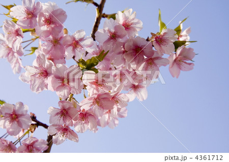 河津桜 4361712