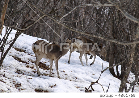 エゾシカのメス エゾシカのメス 4361769
