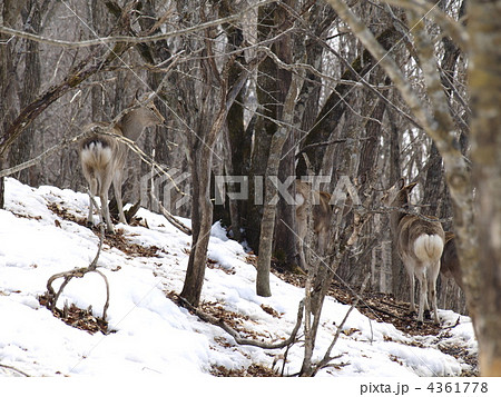 エゾシカのメス エゾシカのメス 4361778