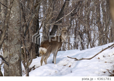 エゾシカのメス エゾシカのメス 4361781