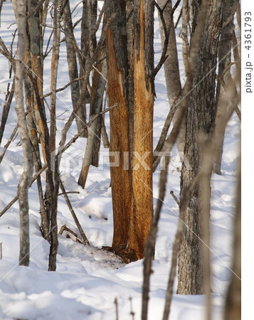 エゾシカによる食害 4361793