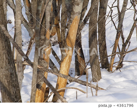 エゾシカによる食害 4361796