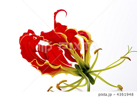 グロリオサ グロリオサ 4361948