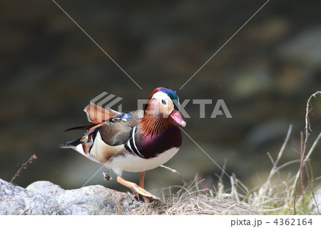 【オシドリの里】 4362164