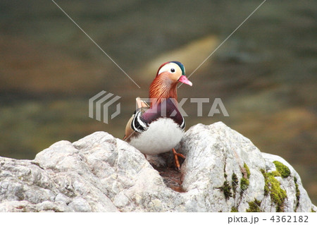 【オシドリの里】 【オシドリの里】 4362182