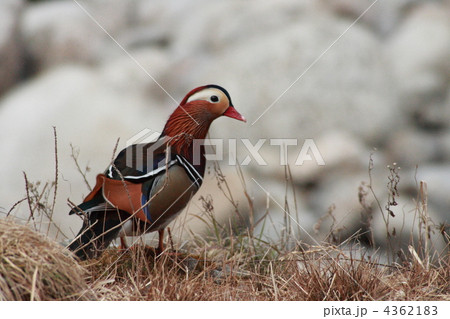 【オシドリの里】 【オシドリの里】 4362183