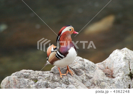 【オシドリの里】 4362248