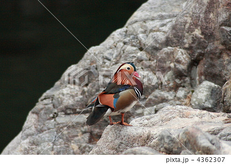 【オシドリの里】 4362307