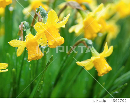 スイセン 4362702