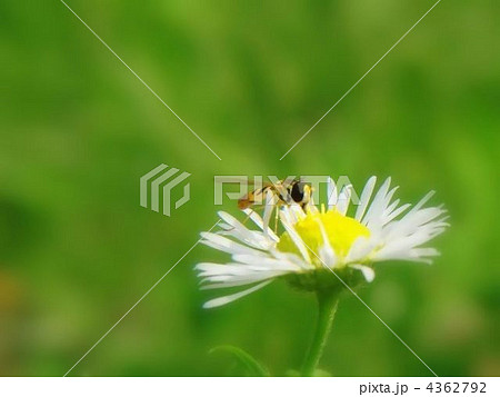 ヒラタアブと花 4362792
