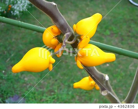 元気カラ―のフォックスフェイス 4362836