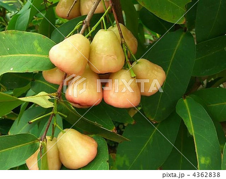 美味しい美味しいレンブ 4362838