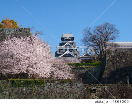 熊本城と桜 熊本城と桜 4363009