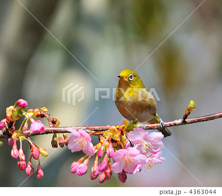 河津桜とメジロ 4363044