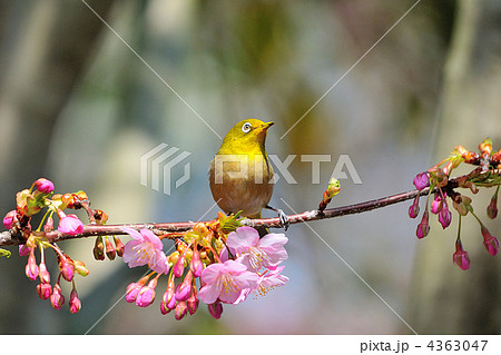 河津桜とメジロ 4363047